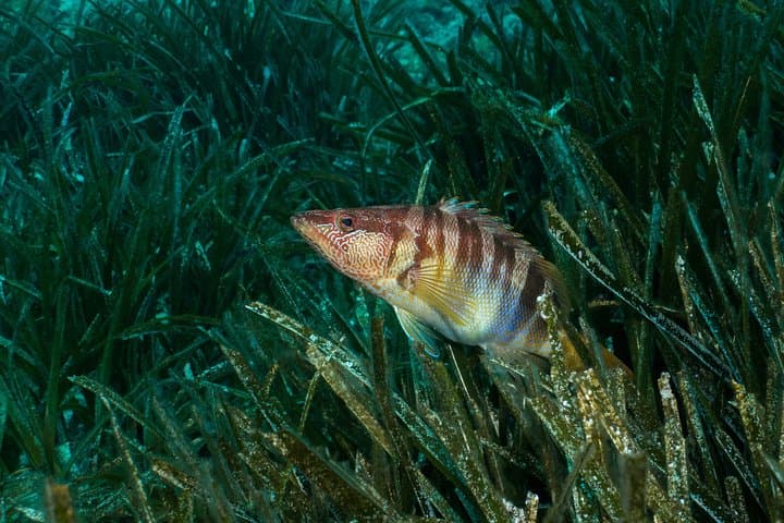 Mallorca Beach Scuba: First Breath Under the Mediterranean photo 6