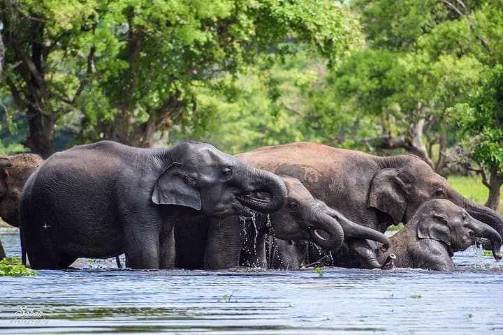 Half-Day Yala Safari: Guided 4x4 Wildlife Drive in Yala National Park photo 2