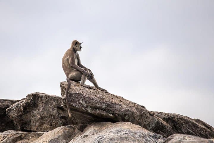 Half-Day Yala Safari: Guided 4x4 Wildlife Drive in Yala National Park photo 3