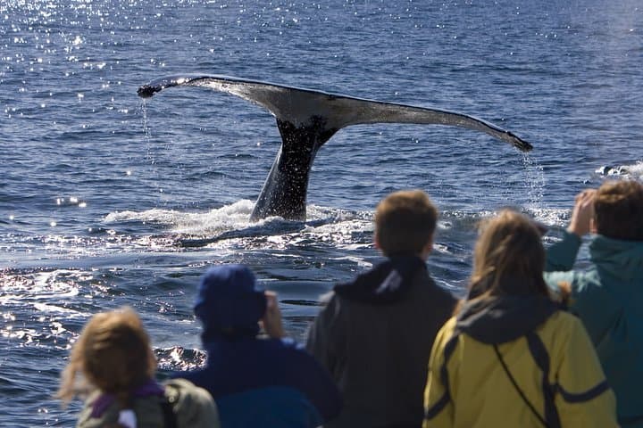 Helicopter Day Trip to Cape Cod from Manhattan: Beaches, Whales & Seafood photo 3