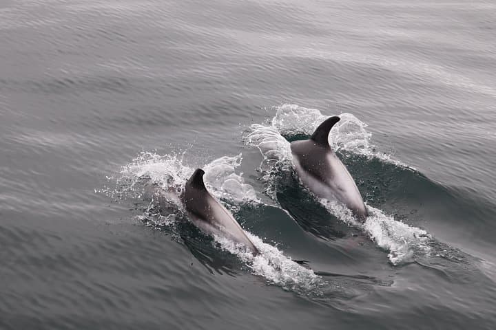 Reykjavik Whale-Watching Cruise: Faxaflói Bay Marine Safari photo 3