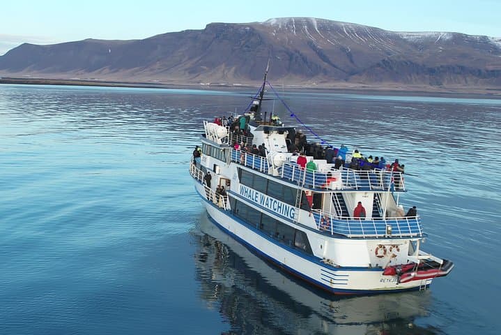 Reykjavik Whale-Watching Cruise: Faxaflói Bay Marine Safari photo 4