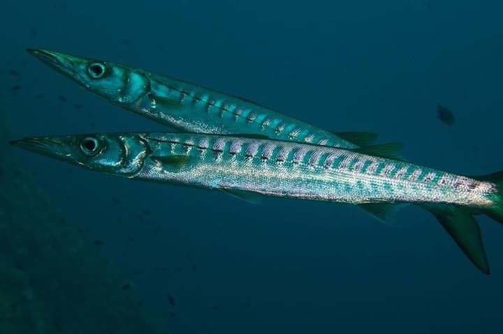 Mallorca Boat Discover Scuba: Two-Dive Beginner Experience photo 6
