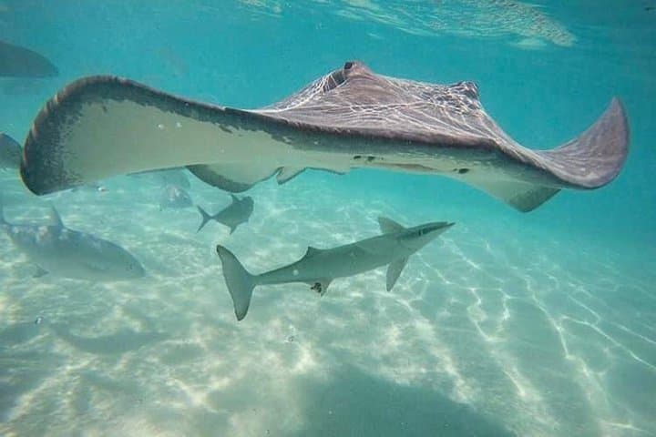 Moorea 3-Hour Private Lagoon Snorkel: Stingrays, Sharks & Coral Gardens photo 4