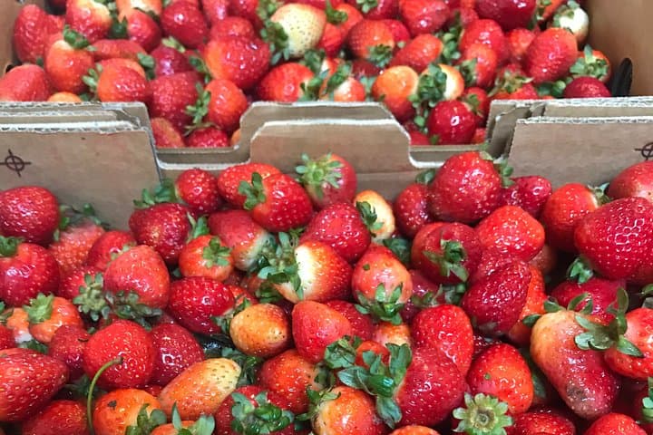 Mornington Peninsula Private Family Tour — Coast, Strawberries & Enchanted Gardens photo 3