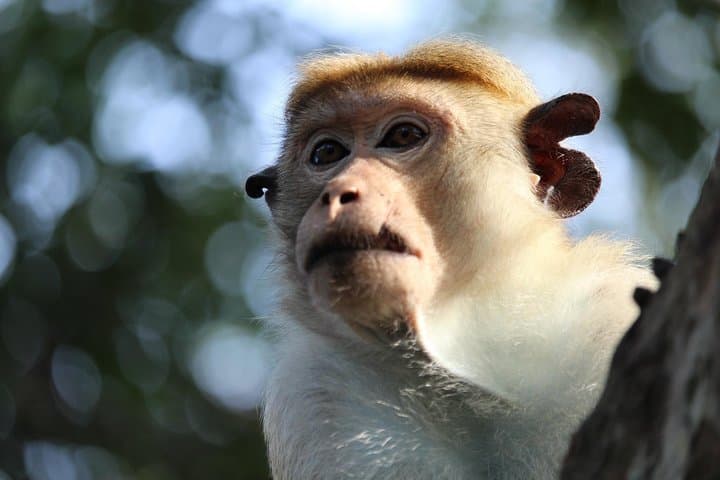 Half-Day Kumana National Park Private Safari — Arugam Bay Wildlife Drive photo 2