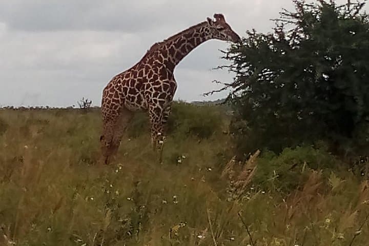 5-Day Luxury Safari: Amboseli, Tsavo West & Taita Hills Wildlife Experience photo 1