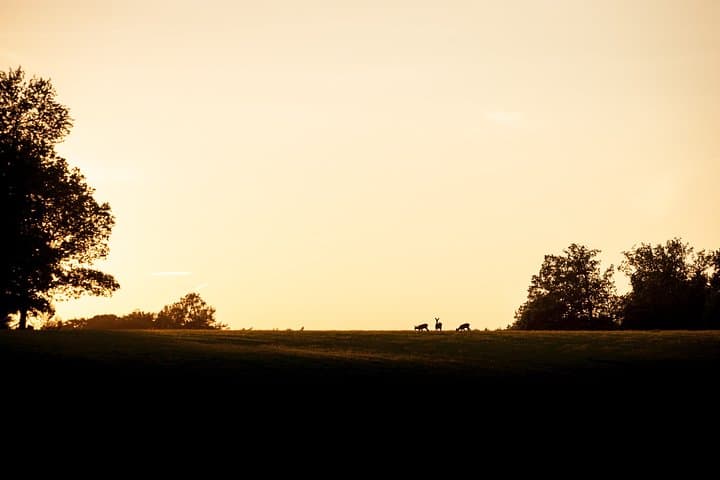 Evening Wildlife Safari Stockholm: Moose, Roe Deer & Campfire Fika photo 2