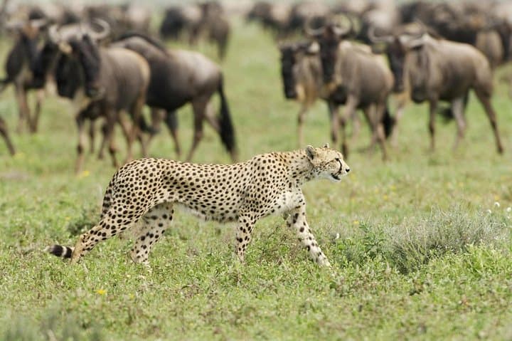 3-Day Masai Mara Safari in a Private 4x4 — Big Five & Wildebeest Migration photo 6