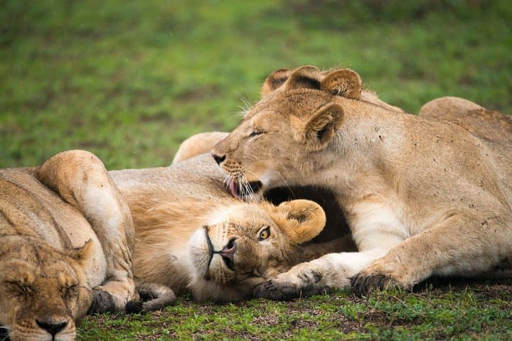 3-Day Masai Mara Safari in a Private 4x4 — Big Five & Wildebeest Migration photo 5