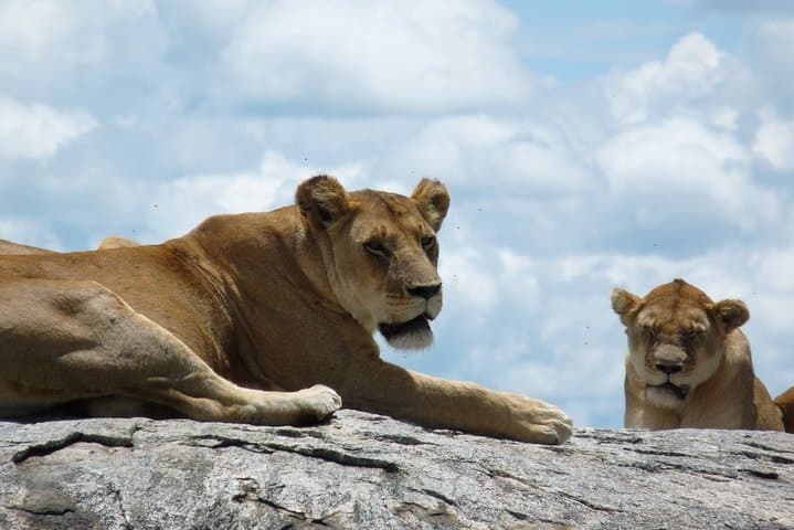 Ngorongoro & Lake Manyara 2-Day Lodge Safari from Arusha photo 2