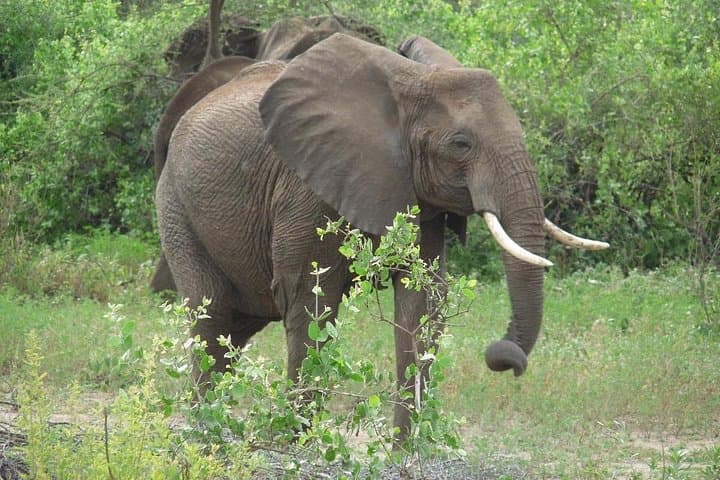 Ngorongoro & Lake Manyara 2-Day Lodge Safari from Arusha photo 3