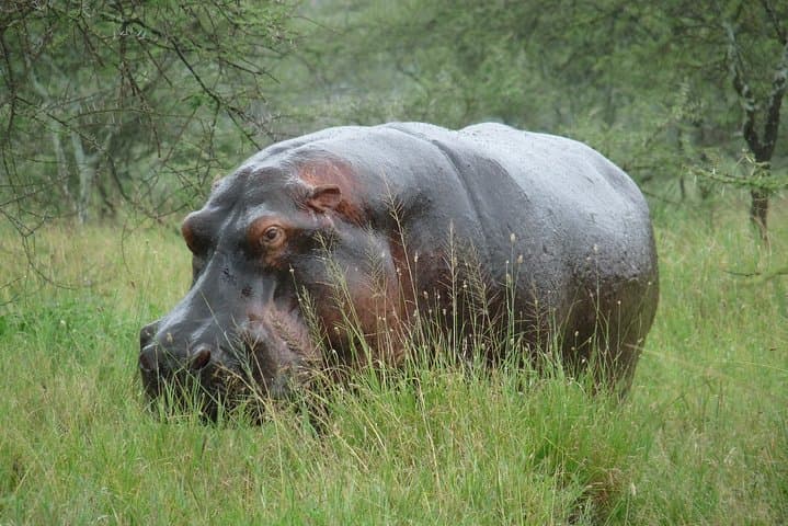 Ngorongoro & Lake Manyara 2-Day Lodge Safari from Arusha photo 4