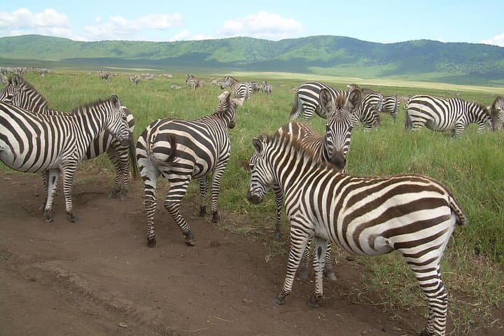 Ngorongoro & Lake Manyara 2-Day Lodge Safari from Arusha photo 5