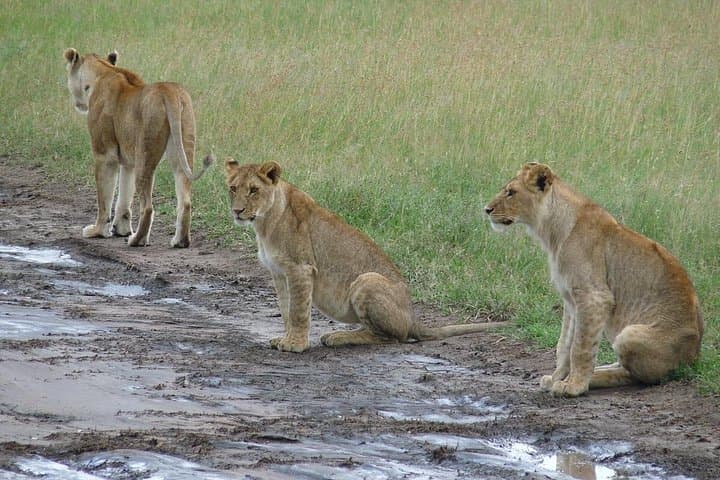 Ngorongoro & Lake Manyara 2-Day Lodge Safari from Arusha photo 6