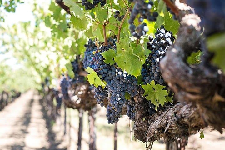 Etna Trekking & Wine Tasting: Lava Caves, Craters and Etna Wines photo 4