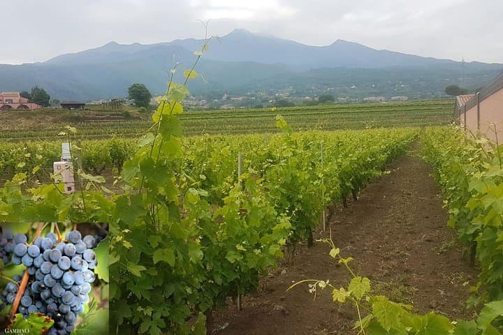 Etna Trekking & Wine Tasting: Lava Caves, Craters and Etna Wines photo 5