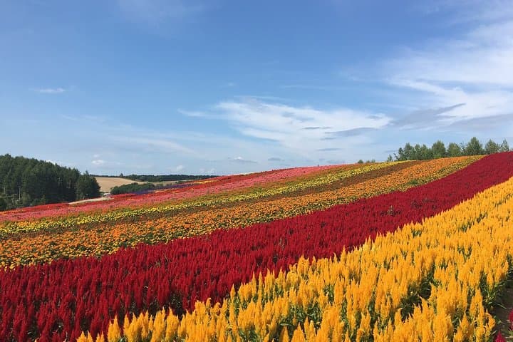 Hokkaido Private Hiace Hire with Driver — 10‑Hour Custom Sightseeing from Sapporo photo 3