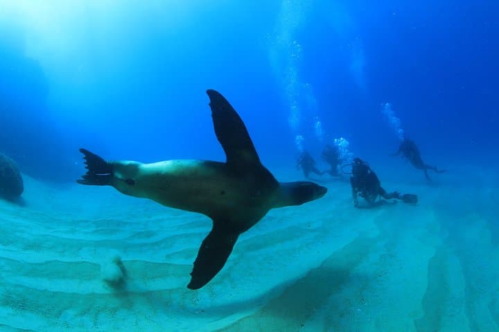 Cabo San Lucas 2-Tank Dive at Land's End: Explore The Arch, Sea Lion Colony & Underwater Sandfalls photo 4