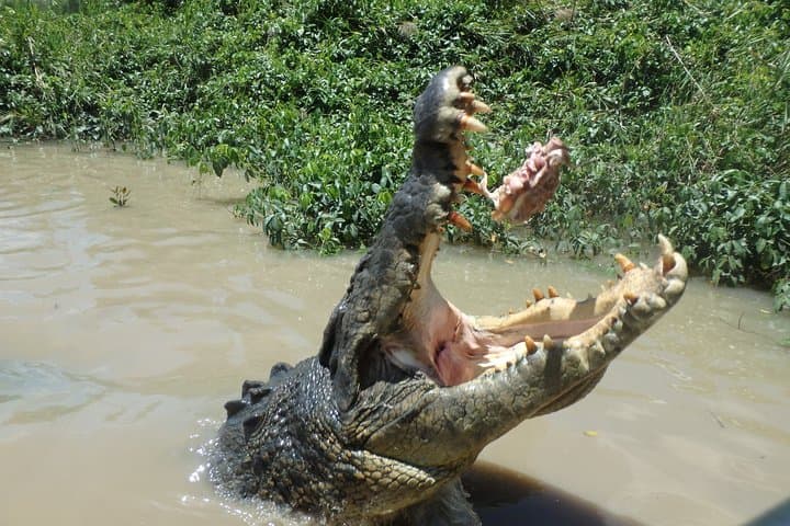 Full-Day Litchfield National Park & Jumping Crocodiles Tour from Darwin photo 5