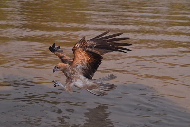 Adelaide River Jumping Crocodile Cruise — Darwin Day Trip with Lunch photo 3