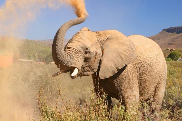 Big Five Private Safari Near Cape Town — Aquila Game Reserve Day Tour photo 1