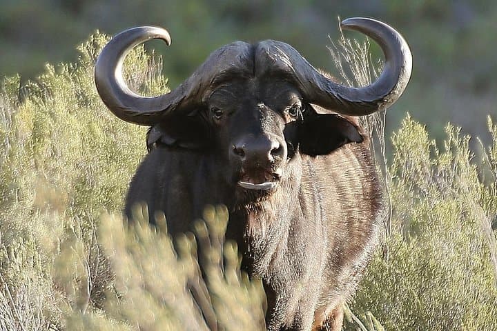 Big Five Private Safari Near Cape Town — Aquila Game Reserve Day Tour photo 3