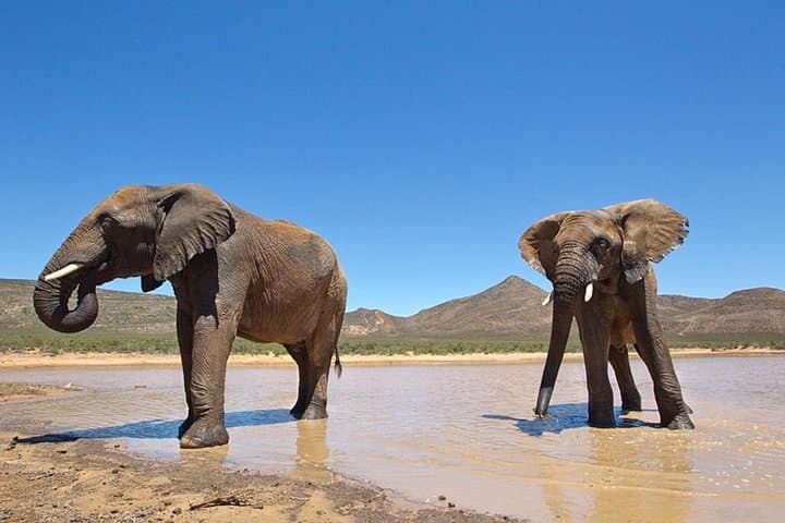 Big Five Private Safari Near Cape Town — Aquila Game Reserve Day Tour photo 2