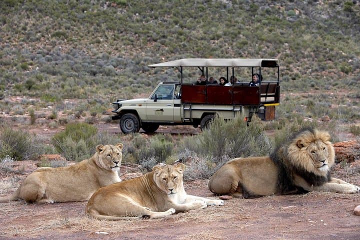 Big Five Private Safari Near Cape Town — Aquila Game Reserve Day Tour photo 4
