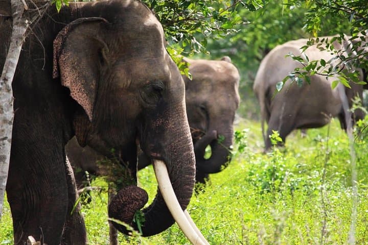 Half-Day Kumana National Park Private Safari — Arugam Bay Wildlife Drive
