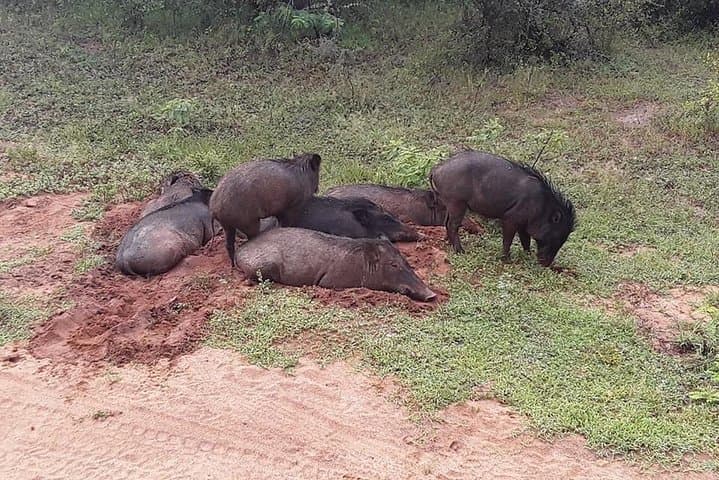Half-Day Kumana National Park Private Safari — Arugam Bay Wildlife Drive photo 3