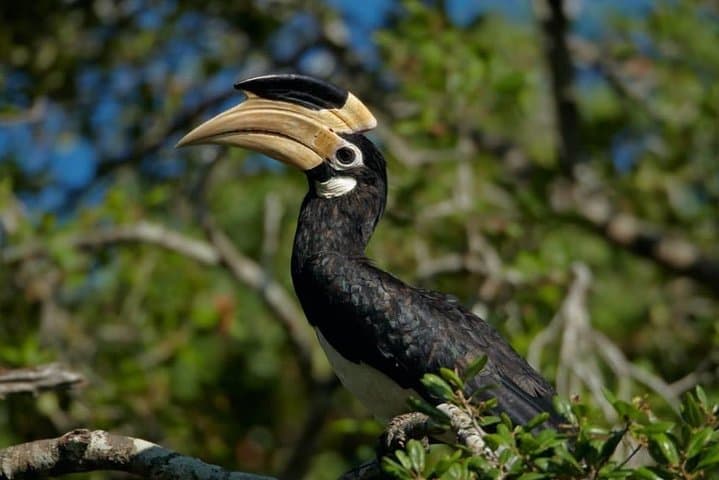 Half-Day Kumana National Park Private Safari — Arugam Bay Wildlife Drive photo 4