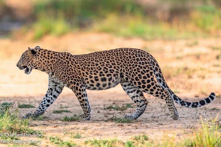 Half-Day Kumana National Park Private Safari — Arugam Bay Wildlife Drive photo 5