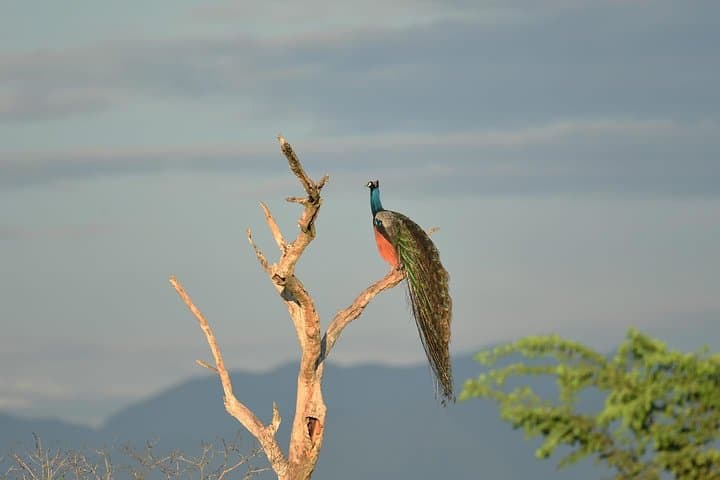 Half-Day Kumana National Park Private Safari — Arugam Bay Wildlife Drive photo 6