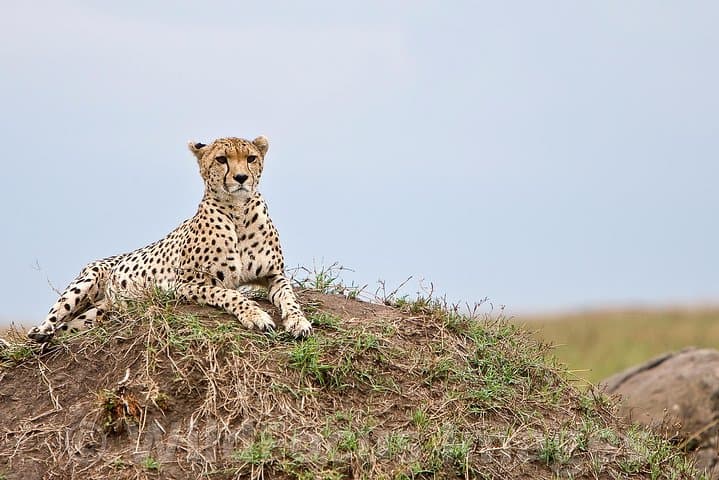 3-Day Maasai Mara Safari: Big Five, Wildebeest Migration & Cultural Visit photo 4