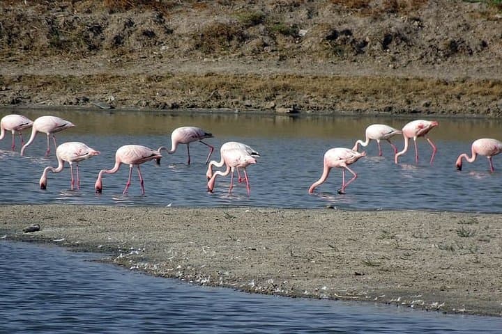 Little Rann of Kutch Day Trip from Ahmedabad: Wild Ass Safari & Salt Flats