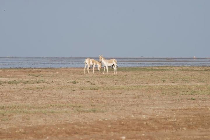 Jeep Safari to See the Rare Indian Wild Donkey in Little Rann of Kutch