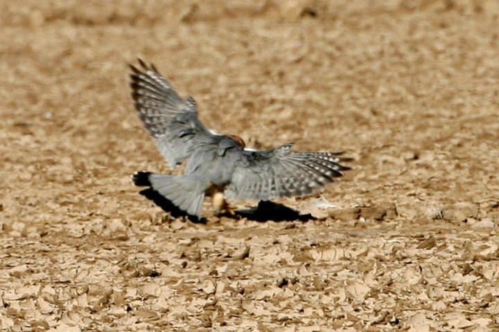 National Chambal River Safari from Agra — Same-Day Gharial & Dolphin Wildlife Tour photo 3