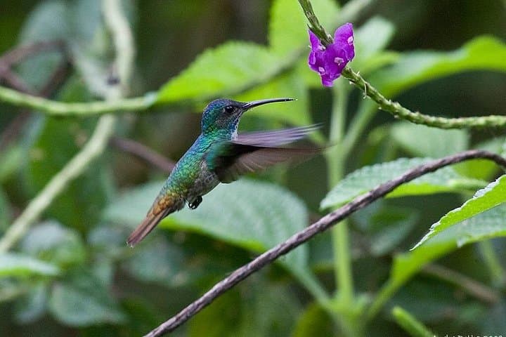 4-Day Manu Jungle Adventure from Cusco: Macaw Clay Licks, Rainforest Lodges & Wildlife
