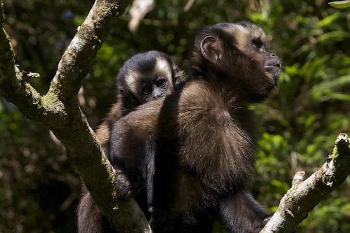 4-Day Manu Jungle Adventure from Cusco: Macaw Clay Licks, Rainforest Lodges & Wildlife photo 3