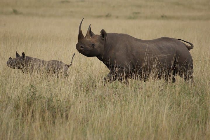 3-Day Maasai Mara Safari: Big Five, Wildebeest Migration & Cultural Visit photo 5