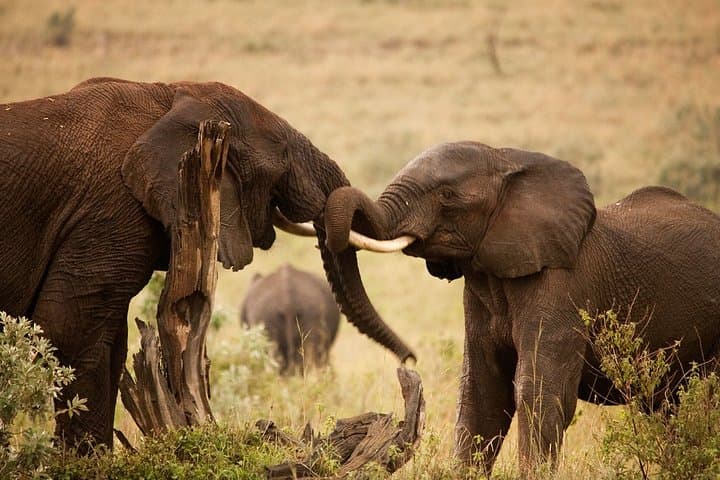 3-Day Maasai Mara Safari: Big Five, Wildebeest Migration & Cultural Visit photo 6