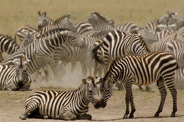 3-Day Maasai Mara Safari: Big Five, Wildebeest Migration & Cultural Visit photo 2