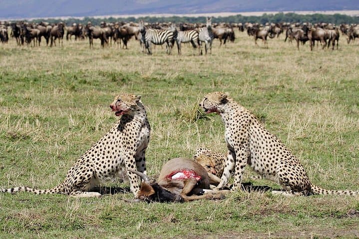 3-Day Maasai Mara Safari: Big Five, Wildebeest Migration & Cultural Visit photo 3