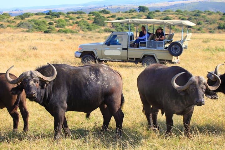 10-Day Kenya Big Five Safari & Diani Beach Escape — Masai Mara to Amboseli