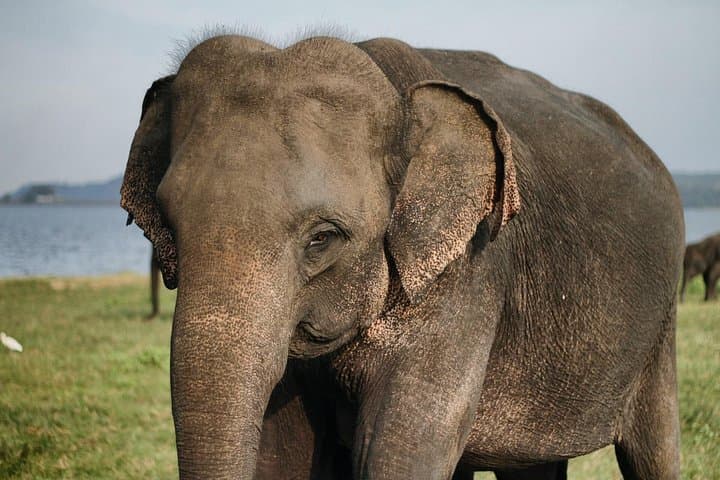 Udawalawe Jeep Safari: Day Trip from Colombo to See Wild Elephants photo 3