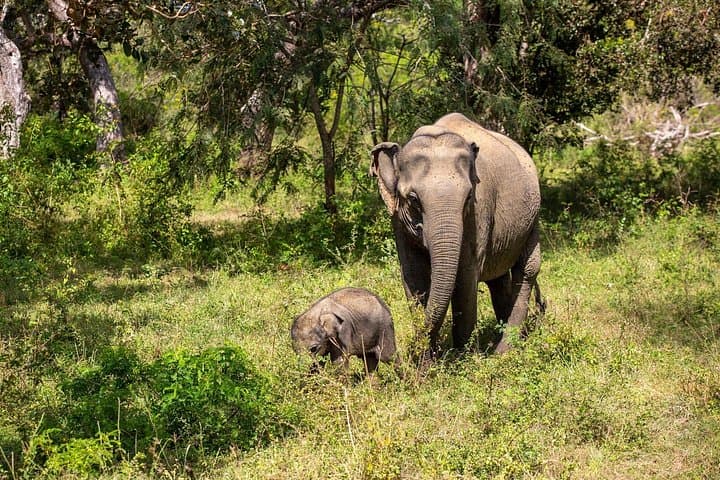 Udawalawe Jeep Safari: Day Trip from Colombo to See Wild Elephants photo 4