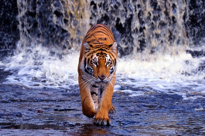 Classic Rajasthan: Taj Mahal, Tigers, Lakes & Forts — 12-Day Immersive Tour photo 2