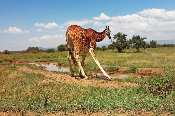 4-Day Kenya Safari: Lake Nakuru to Maasai Mara Wildlife Adventure photo 6