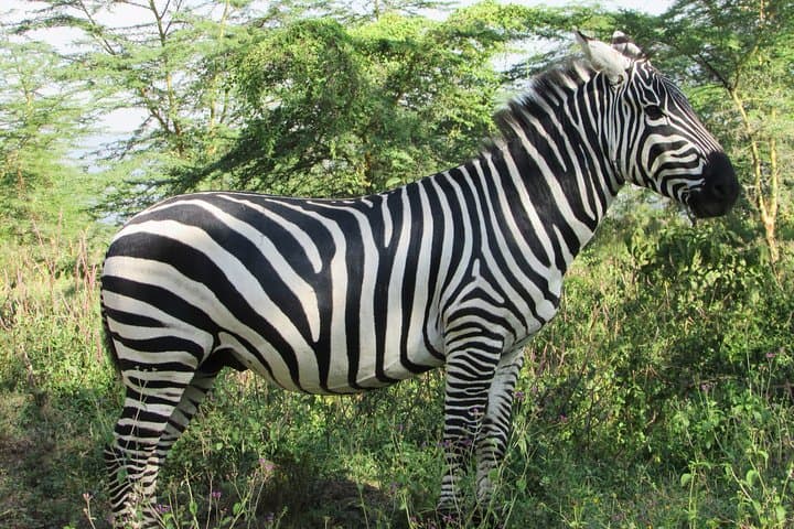 4-Day Kenya Safari: Lake Nakuru to Maasai Mara Wildlife Adventure photo 5